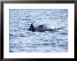 Family Of Killer Whales At Surface Off Tarifa Coast, Strait Of Gibraltar, Costa De La Luz, Spain by Marco Simoni Limited Edition Print