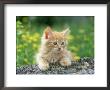 Orange Kitten, Playing On Rock by Alan And Sandy Carey Limited Edition Pricing Art Print
