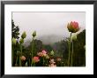 Lotus With Mountains And Fog In The Background, North Carolina, Usa by Joanne Wells Limited Edition Print