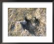 Close-Up Of Dinosaur Footprint, Dinosaur Trackway, Clayton Lake State Park, New Mexico by Michael Snell Limited Edition Pricing Art Print