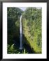 Akaka Falls, The Island Of Hawaii (Big Island), Hawaii, Usa by Ethel Davies Limited Edition Print