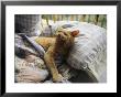 A Yawning Cat Wakes From A Nap In A Humans Bed by Sisse Brimberg Limited Edition Print
