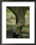 An Elephant At The Cincinnati Zoo by Michael Nichols Limited Edition Print
