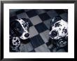 Two Dalmatians Look Up From A Black And White Checkered Kitchen Floor by Nadia M. B. Hughes Limited Edition Print
