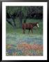 Texas Paintbrush And Bluebonnets, East Of Lytle Horse, Texas, Usa by Darrell Gulin Limited Edition Print