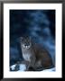 Mountain Lion In Snow, Felis Concolor, Mt by Robert Franz Limited Edition Pricing Art Print