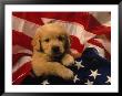Golden Retriever Puppy Wrapped In Us Flag by Frank Siteman Limited Edition Print