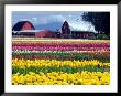 Tulip Display Field, Washington, Usa by William Sutton Limited Edition Print