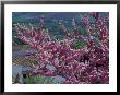 Pink Flowering Cherry Tree And Whitewashed Buildings, Ronda, Spain by John & Lisa Merrill Limited Edition Print