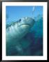 Tiger Shark, Atlantis Resort, Bahamas, Caribbean by Michele Westmorland Limited Edition Print