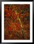 Oak Tree With Fall Foliage Standing Among Fallen Leaves And Ferns Near Lake Waccamaw by Raymond Gehman Limited Edition Print