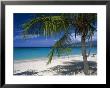 Palm Tee And Beach, Grand Anse Beach, Grenada, Windward Islands, Caribbean, West Indies by John Miller Limited Edition Print