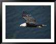 An American Bald Eagle, Haliaeetus Leucocephalus, In Flight by Tom Murphy Limited Edition Pricing Art Print