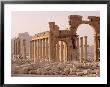 Triumphal Arch, Palmyra, Syria by Dave Bartruff Limited Edition Pricing Art Print