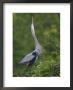 Great Blue Heron Displaying The Sky Point Courtship Ritual by Arthur Morris Limited Edition Pricing Art Print