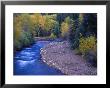 San Miguel River And Aspens In Autumn, Colorado, Usa by Julie Eggers Limited Edition Print