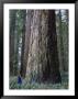 A Person Standing Next To A Giant Sequoia Tree by Paul Nicklen Limited Edition Print