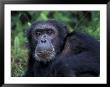 Male Chimpanzee Relaxing, Gombe National Park, Tanzania by Kristin Mosher Limited Edition Print