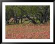 Springtime With Indian Paint Brush And Oak Trees, Near Nixon, Texas, Usa by Darrell Gulin Limited Edition Pricing Art Print