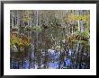 Bald Cypress Swamp Near Fort Myers, Florida, Usa by Fraser Hall Limited Edition Print