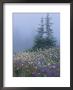Lupine And Bistort Meadow, Hurricane Ridge, Olympic National Park, Washington, Usa by Jamie & Judy Wild Limited Edition Print