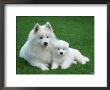 Samoyed With 6 Weeks Old Puppy by Petra Wegner Limited Edition Pricing Art Print