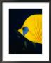 Masked Butterflyfish At Alternatives Reef In The Red Sea, Suez, Egypt by Mark Webster Limited Edition Pricing Art Print