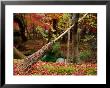 Broom And Gardens At Eikando Temple, Kyoto, Japan by Frank Carter Limited Edition Print