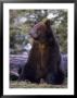 Alaska Brown Bear by John Luke Limited Edition Print