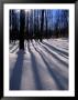 Snow In The Northern Hardwood Forest, Maine, Usa by Jerry & Marcy Monkman Limited Edition Print