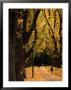 Fitzroy Gardens, Melbourne, Australia by James Braund Limited Edition Pricing Art Print