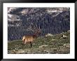 Bull Elk In Velvet Above Timberline by Robert Franz Limited Edition Print