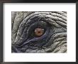 Close Up Of Indian Elephant Eye,(Domestic), Kaziranga National Park, Assam, India by Nick Garbutt Limited Edition Print