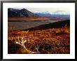 Caribou Antlers On The Tundra In Denali National Park, Denali National Park & Reserve, Usa by Mark Newman Limited Edition Print