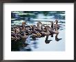 Plumed Whistling Ducks (Dendrocygna Eytoni), Australia by Mitch Reardon Limited Edition Print