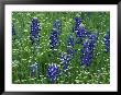 Texas Bluebonnet And Wild Buckwheat, Texas, Usa by Claudia Adams Limited Edition Print