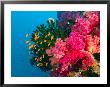 Multicolor Soft Corals, Coral Reef, Bligh Water Area, Viti Levu, Fiji Islands, South Pacific by Michele Westmorland Limited Edition Print