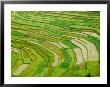 Farmland By The Three Gorges Of The Yangtze River, China by Keren Su Limited Edition Print