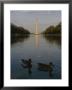 Ducks In The Reflecting Pool With The Washington Monument In Back by Stephen St. John Limited Edition Print