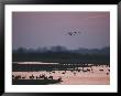 A Pair Of Sandhill Cranes Soar Above The Platte River At Twilight by Joel Sartore Limited Edition Pricing Art Print