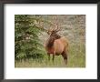Elk Standing By Tree, Jasper National Park, Canada by Keith Levit Limited Edition Pricing Art Print