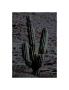 Night Cactus by Chip Scarborough Limited Edition Pricing Art Print