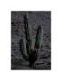 Night Cactus by Chip Scarborough Limited Edition Print