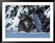 Gray Wolf Standing In Snow Covered Landscape by Lynn M. Stone Limited Edition Print