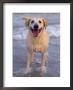 Labrador Retriever In Water by Wallace Garrison Limited Edition Print