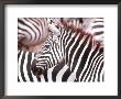 Zebra, Tanzania (Ngorongaro) by John Dominis Limited Edition Print