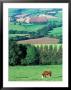 Cows In The Valley, Switzerland by Peter Adams Limited Edition Print
