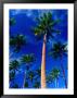 Palm Trees On Yanuca Island On The Coral Coast,Yanuca Island, Fiji by Richard I'anson Limited Edition Pricing Art Print