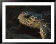 A Close View Of An Endangered Loggerhead Sea Turtle by Nick Caloyianis Limited Edition Print