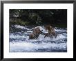 A Pair Of Grizzly Bears (Ursus Arctos Horribilis) Fight As They Catch Fish In The Brooks River by Paul Nicklen Limited Edition Print